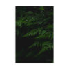 Raindrops on Ferns