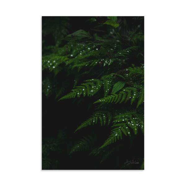 Raindrops on Ferns