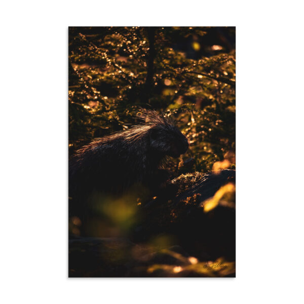 premium-luster-photo-paper-poster-in-16x24-front-6a3e01f4bfd79.jpg Sunset Porcupine