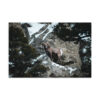 premium-luster-photo-paper-poster-in-16x24-front-6a3e3793e4454.jpg Bighorn Sheep