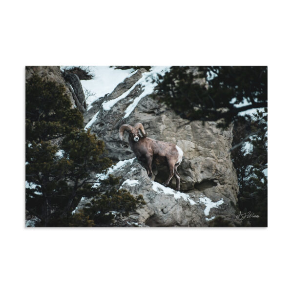 premium-luster-photo-paper-poster-in-16x24-front-6a3e3793e4454.jpg Bighorn Sheep