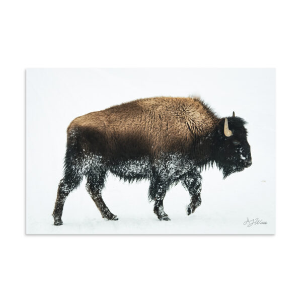 premium-luster-photo-paper-poster-in-16x24-front-6a3e37f821db4.jpg Bison