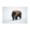 premium-luster-photo-paper-poster-in-16x24-front-6a3e3bd281d7a.jpg Bison in Snow