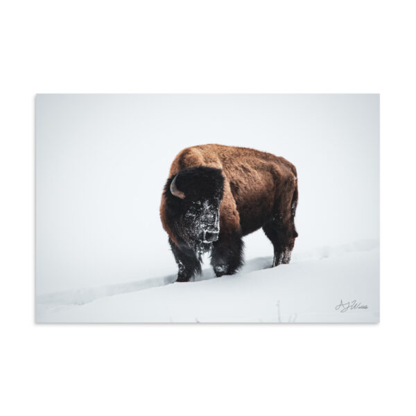 premium-luster-photo-paper-poster-in-16x24-front-6a3e3bd281d7a.jpg Bison in Snow