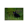 premium-luster-photo-paper-poster-in-20x30-front-6a3ce65feeed7.jpg Black Bear Eating Horsetail