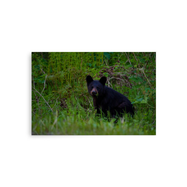 premium-luster-photo-paper-poster-in-20x30-front-6a3ce65feeed7.jpg Black Bear Eating Horsetail