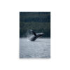 premium-luster-photo-paper-poster-in-20x30-front-6a3ce89878f09.jpg Breaching Whale