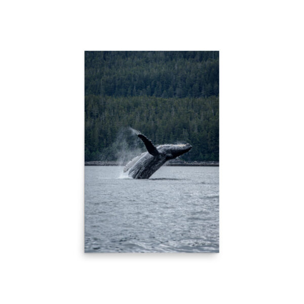 premium-luster-photo-paper-poster-in-20x30-front-6a3ce89878f09.jpg Breaching Whale