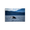 Whale Tail