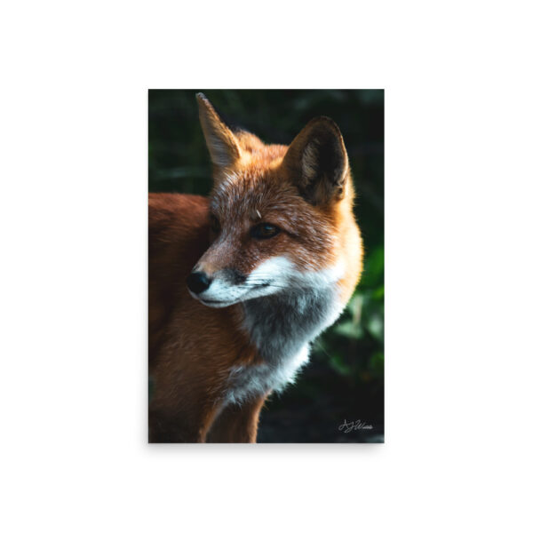 premium-luster-photo-paper-poster-in-20x30-front-6a3cee94ee3d7.jpg Fox