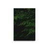 Raindrops on Ferns