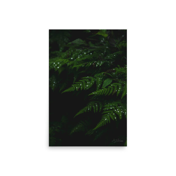 Raindrops on Ferns