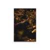 premium-luster-photo-paper-poster-in-20x30-front-6a3e01f4bfce9.jpg Sunset Porcupine