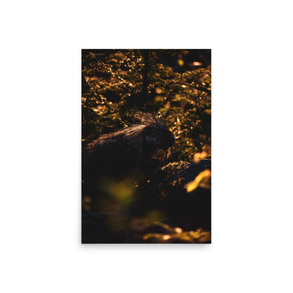 premium-luster-photo-paper-poster-in-20x30-front-6a3e01f4bfce9.jpg Sunset Porcupine