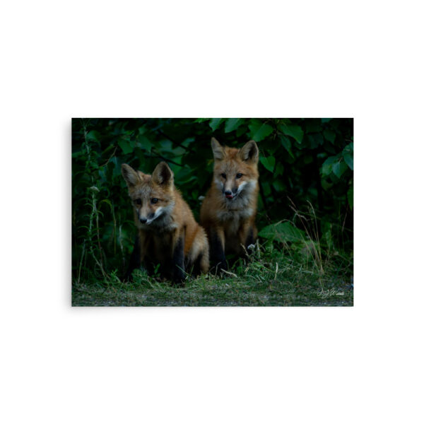 premium-luster-photo-paper-poster-in-20x30-front-6a3e357ce2971.jpg Fox Kits