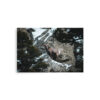 premium-luster-photo-paper-poster-in-20x30-front-6a3e3793e43bf.jpg Bighorn Sheep