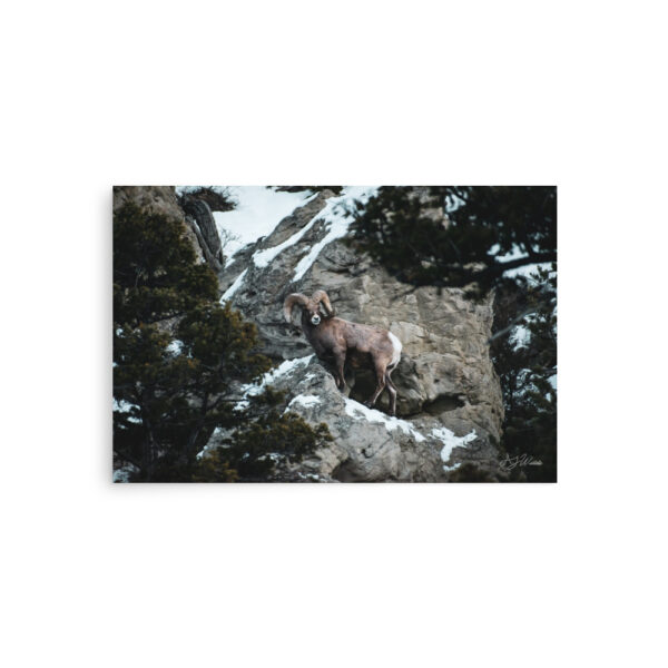 premium-luster-photo-paper-poster-in-20x30-front-6a3e3793e43bf.jpg Bighorn Sheep