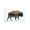 premium-luster-photo-paper-poster-in-20x30-front-6a3e37f821d22.jpg Bison