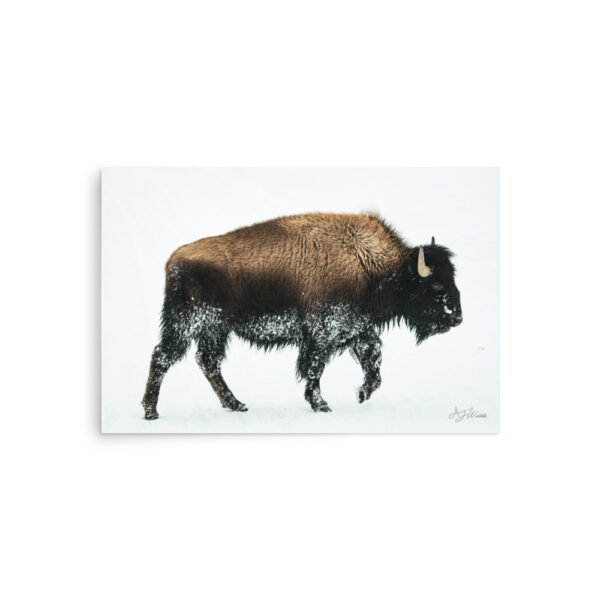 premium-luster-photo-paper-poster-in-20x30-front-6a3e37f821d22.jpg Bison