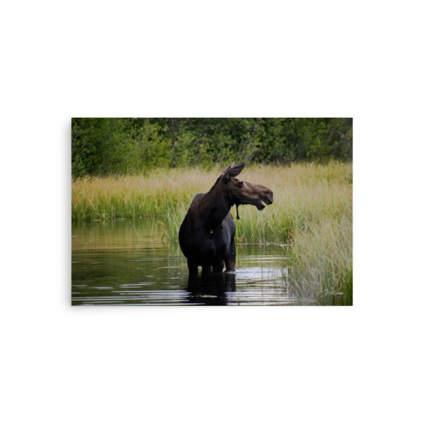 premium-luster-photo-paper-poster-in-20x30-front-6a3e384463920.jpg Moose