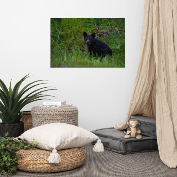 premium-luster-photo-paper-poster-in-24x36-front-6a3ce65fedb0a.jpg Black Bear Eating Horsetail