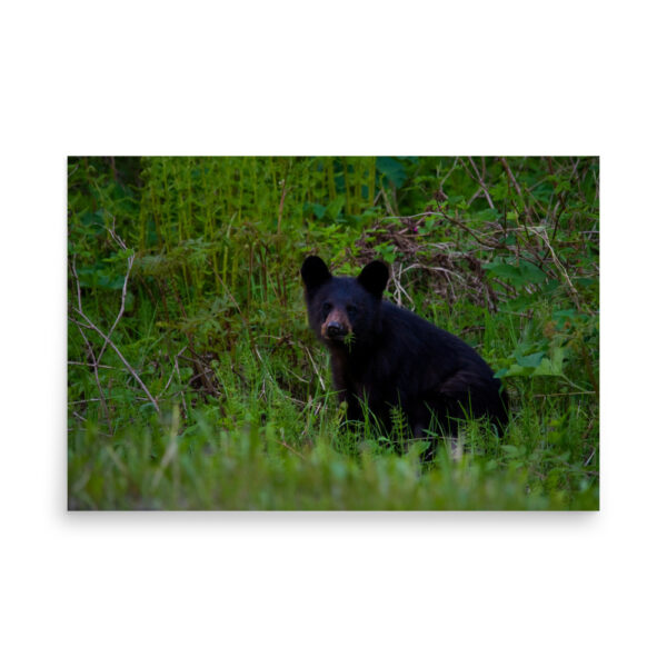 premium-luster-photo-paper-poster-in-24x36-front-6a3ce65fee9e6.jpg Black Bear Eating Horsetail