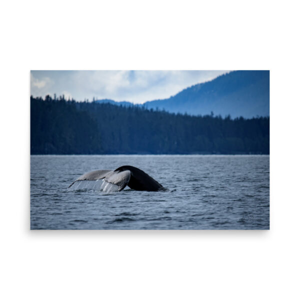 Whale Tail