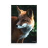premium-luster-photo-paper-poster-in-24x36-front-6a3cee94ee4ef.jpg Fox