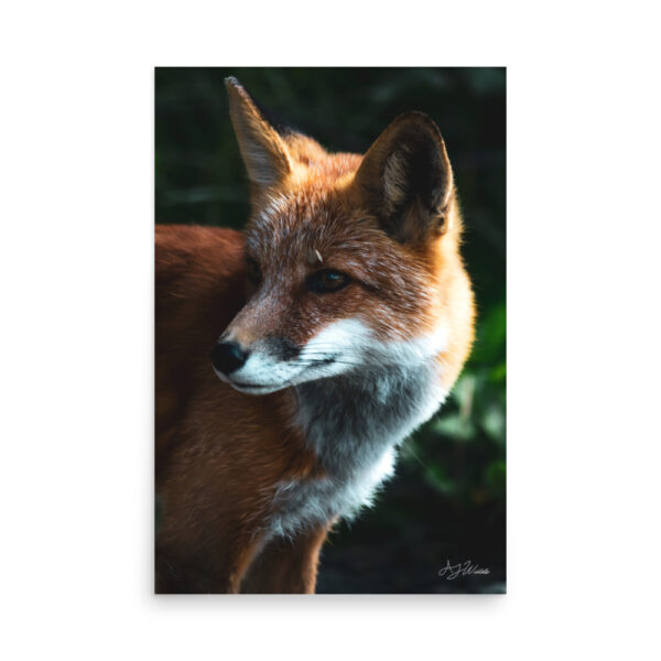 premium-luster-photo-paper-poster-in-24x36-front-6a3cee94ee4ef.jpg Fox