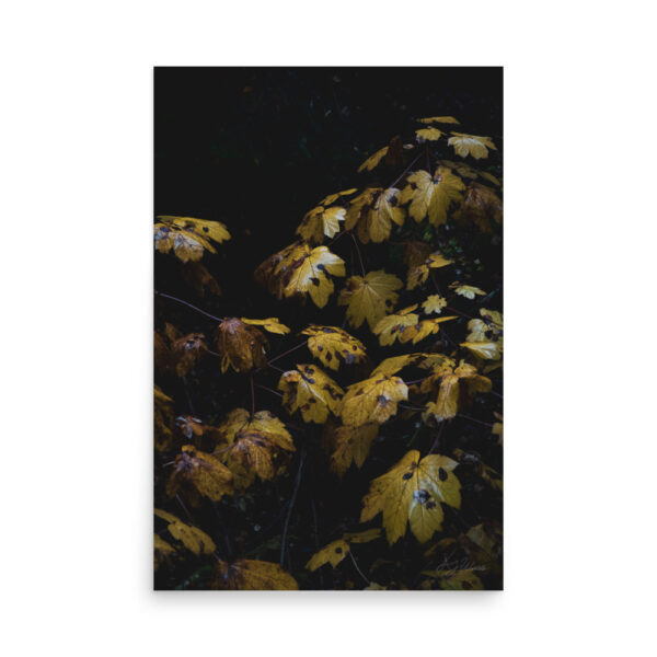 Devil's Club in Autumn
