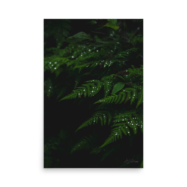 Raindrops on Ferns