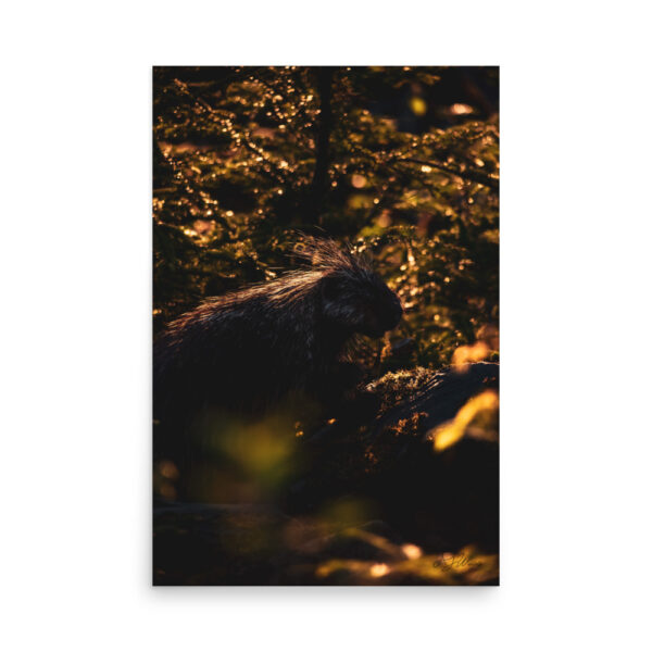premium-luster-photo-paper-poster-in-24x36-front-6a3e01f4bfda9.jpg Sunset Porcupine