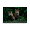premium-luster-photo-paper-poster-in-24x36-front-6a3e357ce2a35.jpg Fox Kits