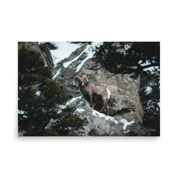 premium-luster-photo-paper-poster-in-24x36-front-6a3e3793e4485.jpg Bighorn Sheep