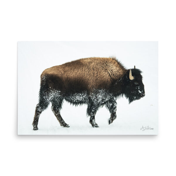 premium-luster-photo-paper-poster-in-24x36-front-6a3e37f821de6.jpg Bison