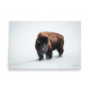 premium-luster-photo-paper-poster-in-24x36-front-6a3e3bd281db4.jpg Bison in Snow
