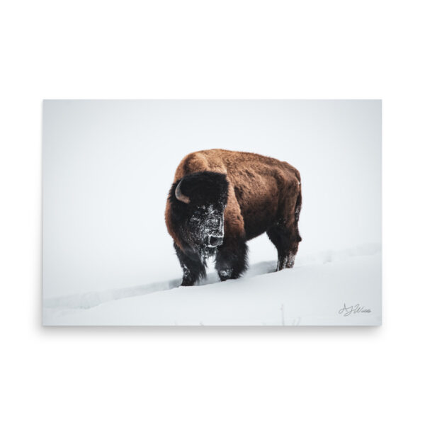 premium-luster-photo-paper-poster-in-24x36-front-6a3e3bd281db4.jpg Bison in Snow